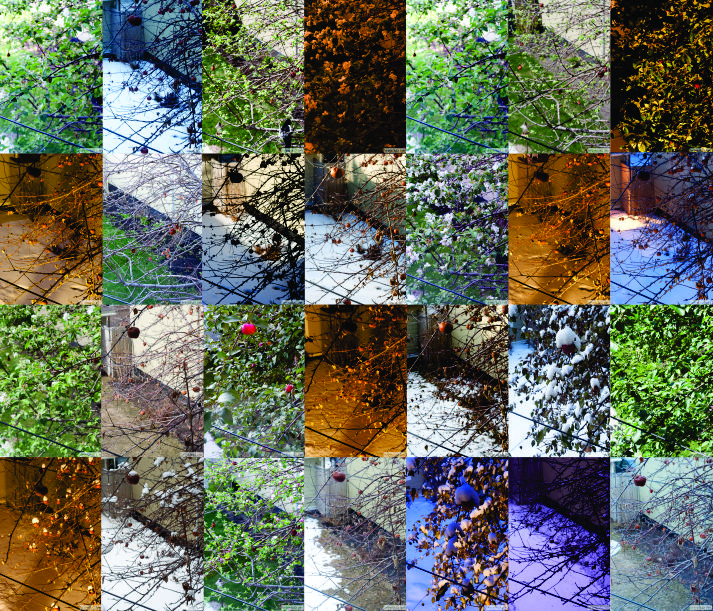 Courtyard 365 Project